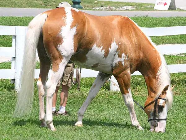 Pinto or paint coloring always produces a striking pattern