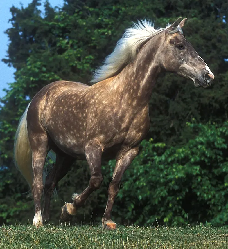 A silver dapple horse