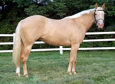 A gold champagne horse