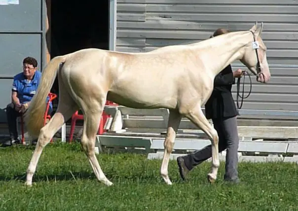 A cremello horse