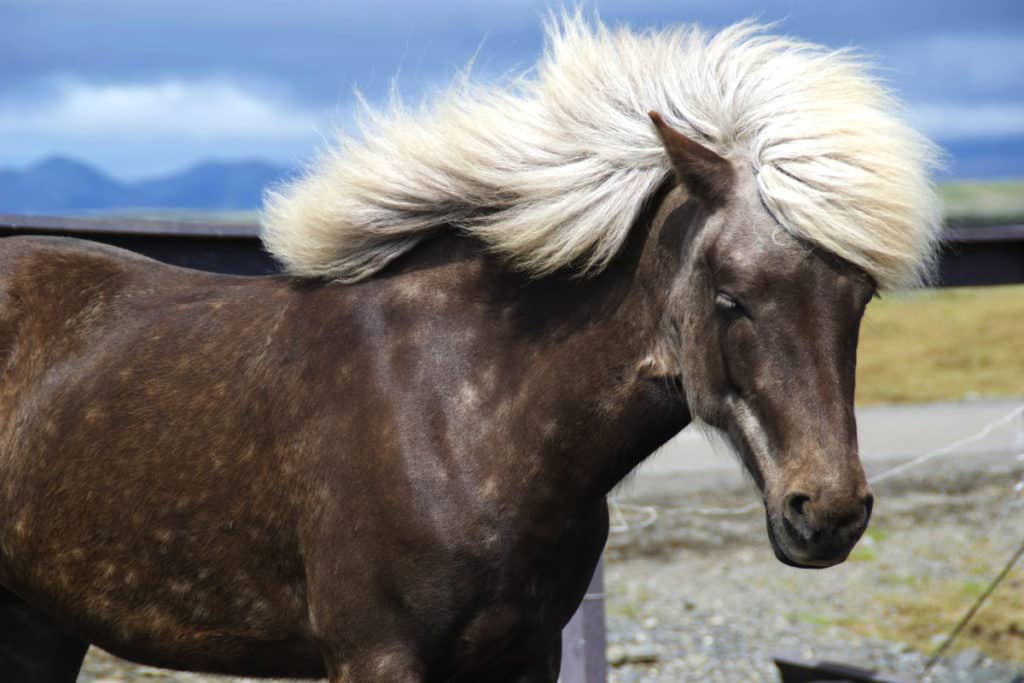 Rare Horse Colors, Patterns & Markings Explained (with pictures