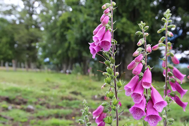 Foxgloves are extremely toxic to horses and in most cases will be fatal