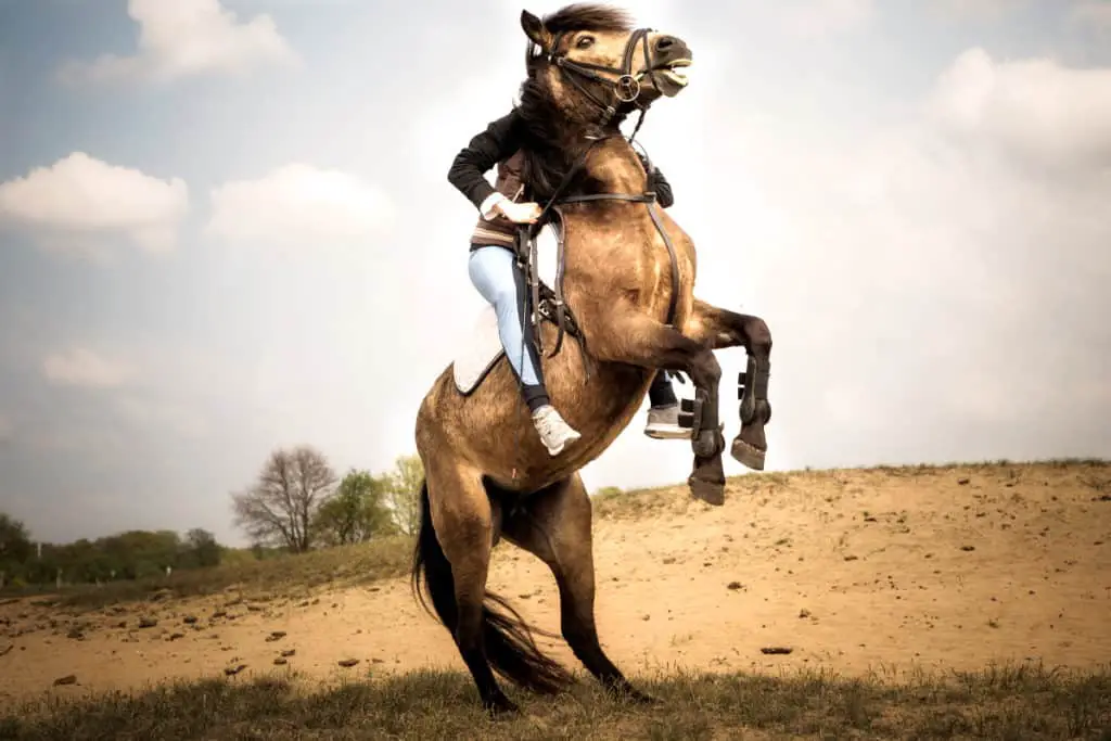 14 Reasons Why Your Horse May Be Rearing How To Stop It Horse FactBook 14-reasons-why-your-horse-may-be-rearing-how-to-stop-it-horse-factbook