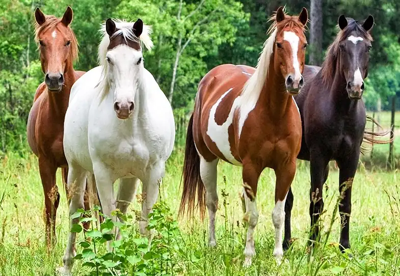 Three base colors make up the entire rainbow of horse colors