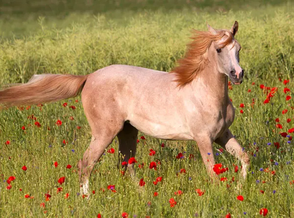 A pearl colored horse