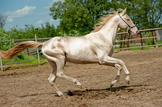 A perlino horse