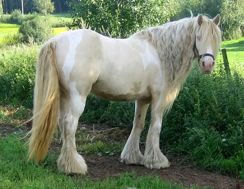 A smokey cream horse