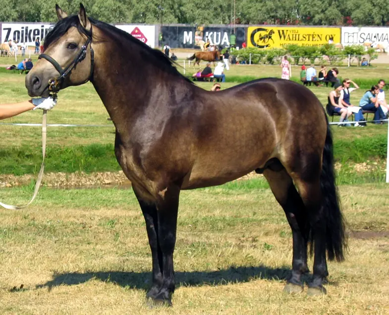 A sooty horse