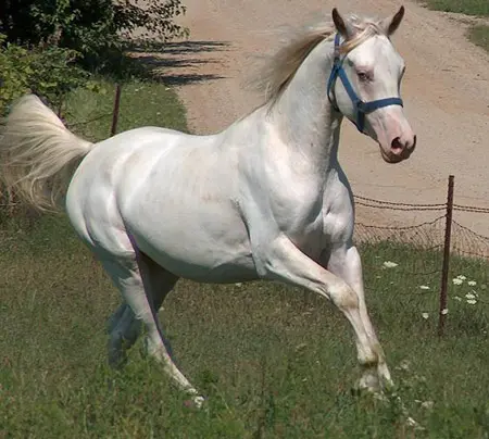 True white horses are extremely rare
