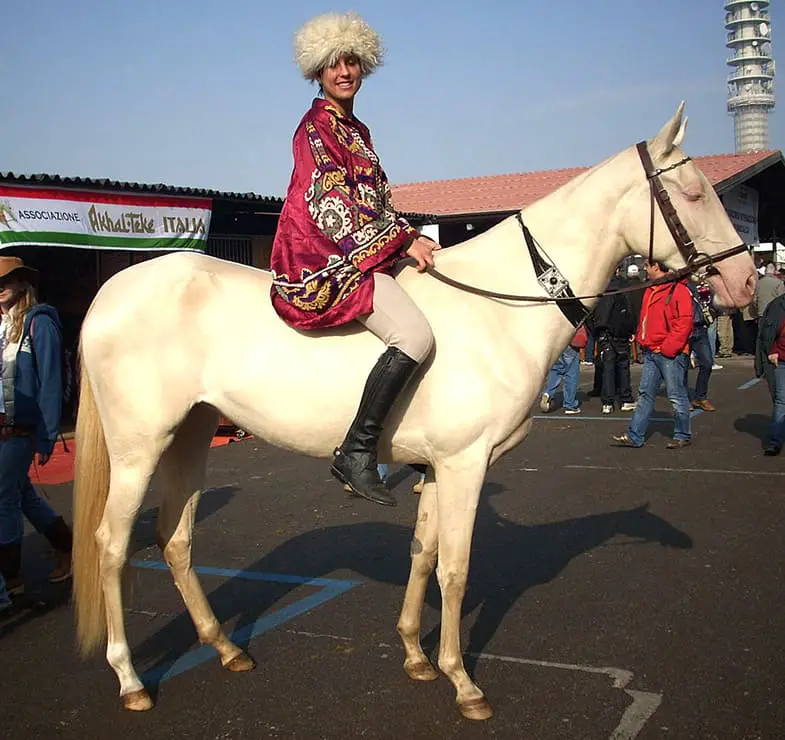 Akhal Tekes are famed for being one person horses