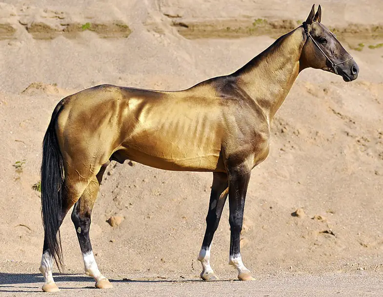 The Akhal Teke is a true desert horse and has the stamina and endurance to match