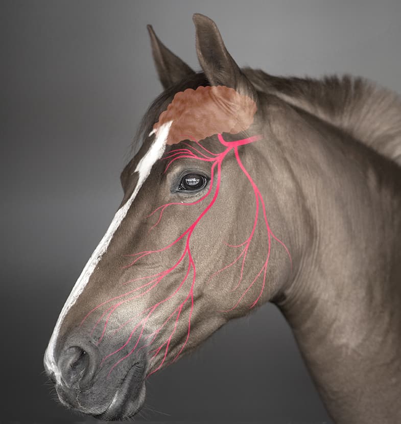 The trigeminal nerve in horses is the cause of 98% cases of headshaking