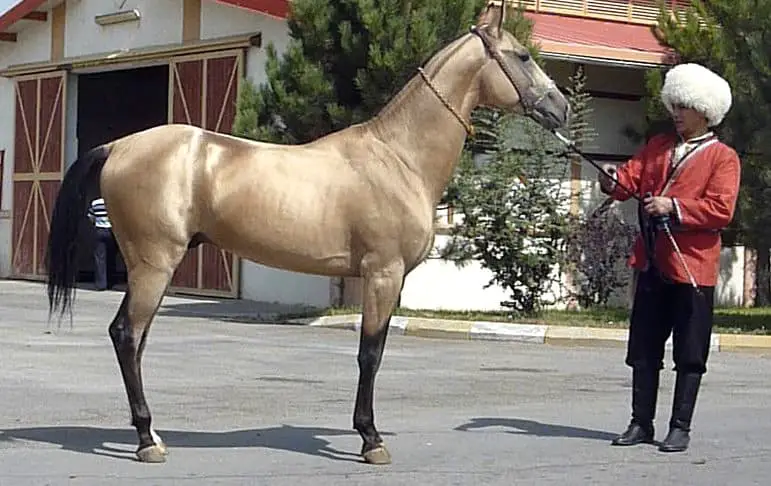 Akhal Tekes have a unique metallic sheen to their coats
