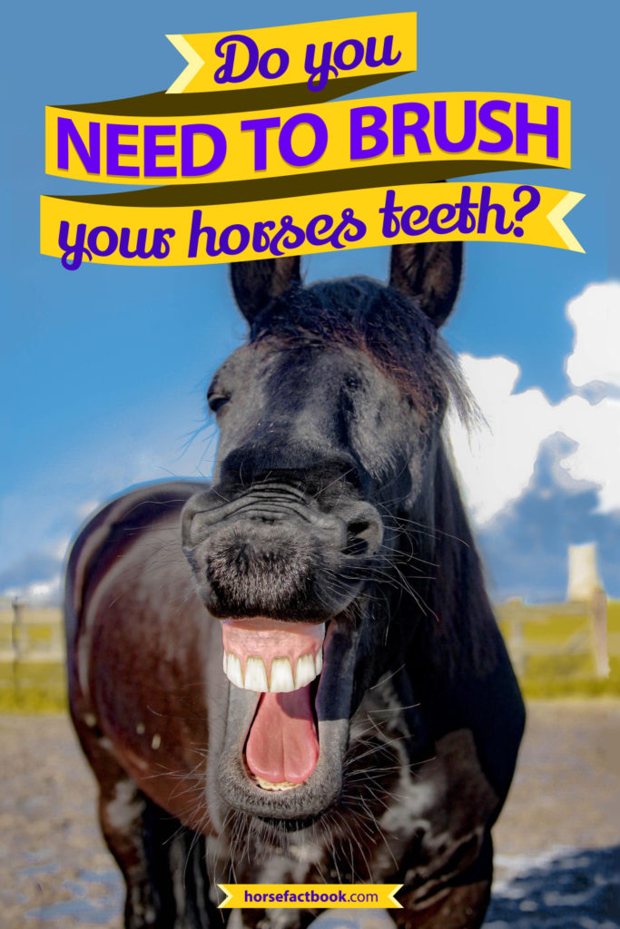 Cleaning Your Horse’s Teeth Do They Really Need Brushing? Horse FactBook