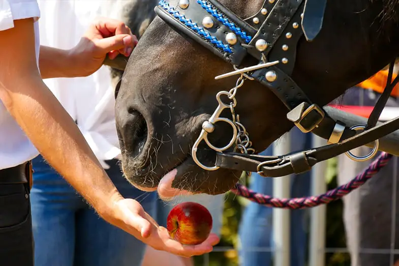 Feeding a horse by hand should be done with care