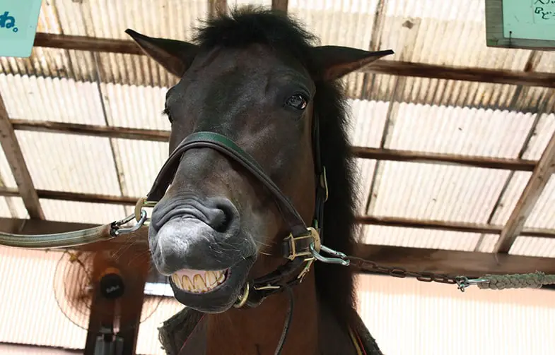It can be beneficial to brush your horse's teeth