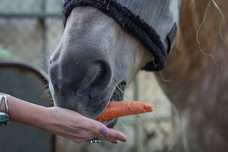 Feeding Horses By Hand How, When, Why & What To Feed Them Horse FactBook