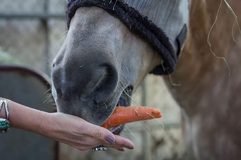 Horses love carrots