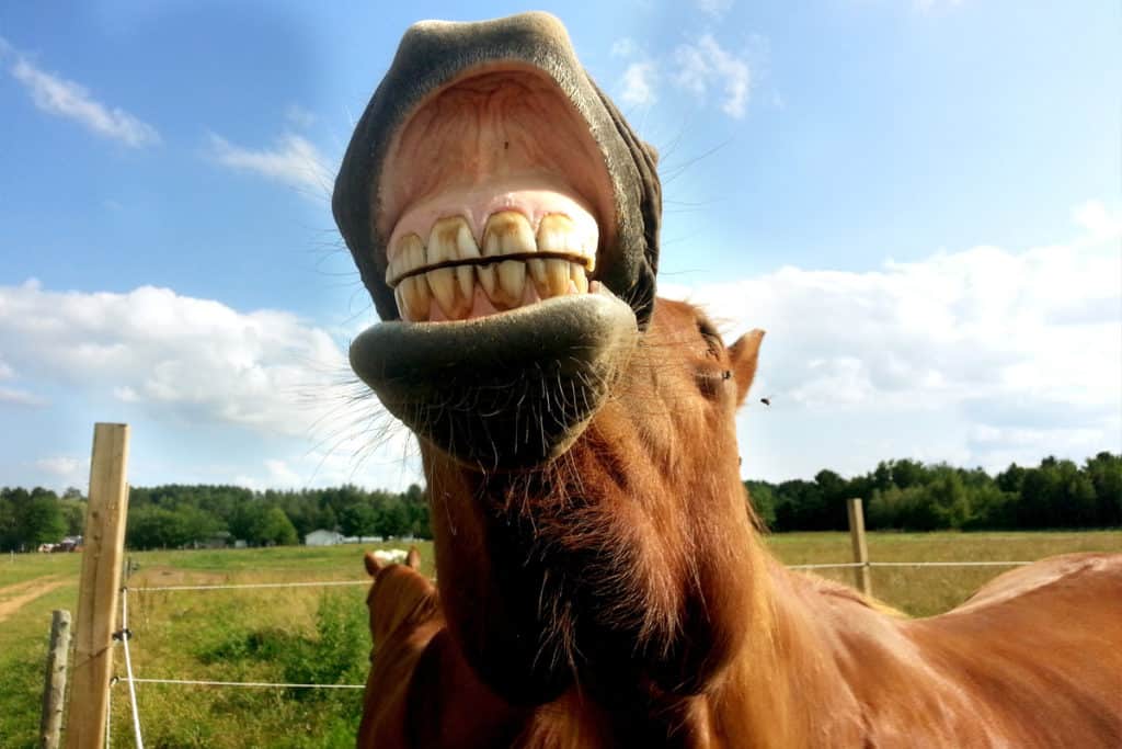 Cleaning Your Horse’s Teeth Do They Really Need Brushing? Horse FactBook