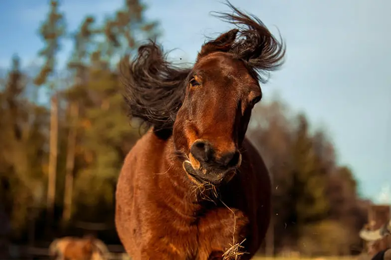 Headshaking affects over 2 million horses
