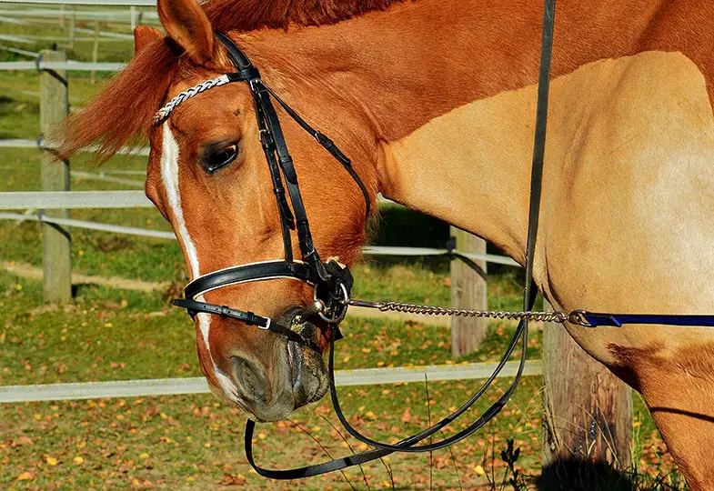 Headshaking can make horses dangerous to ride