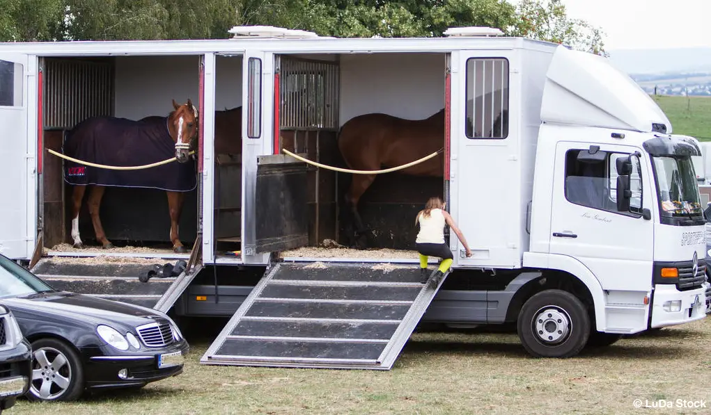 Putting bedding in your trailer will make your horse more comfortable
