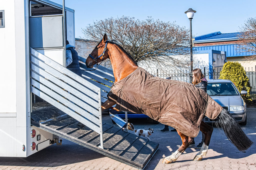 To Bed Or Not To Bed Should You Use Bedding In A Horse Trailer