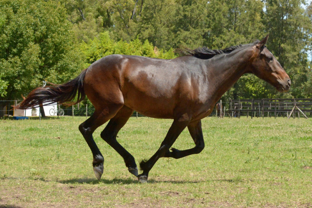 Do Horses Have Good Endurance How Far Can They Run WITHOUT Stopping