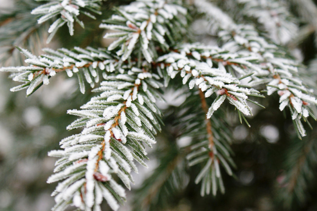 Can Horses Eat Christmas Trees A Tasty Treat Or Poisonous Plant