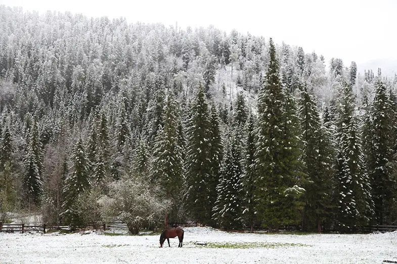 Christmas trees can be beneficial to horses