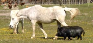 Pig Routing Horses Do Horses & Pigs Get On, Or Should They Be Kept Apart – Horse FactBook