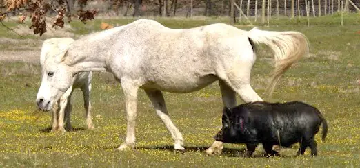 Horses and pigs can learn to get on
