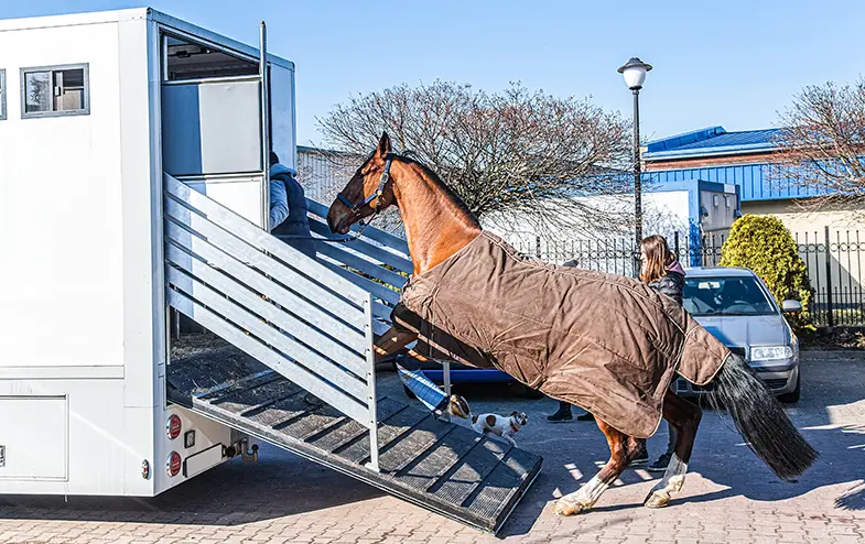 You don't need to use bedding if you're only transporting your horse on a short journey