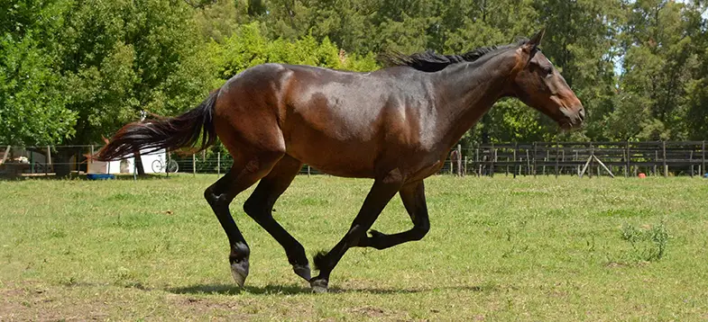 Horses have incredible endurance