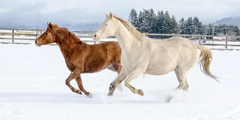 The weather can effect a horse's endurance levels