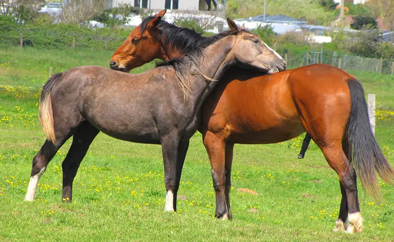 Horses regularly hug each other