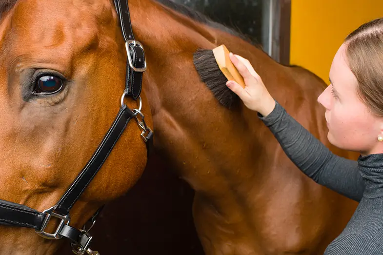 Grooming your horse can be beneficial for you both