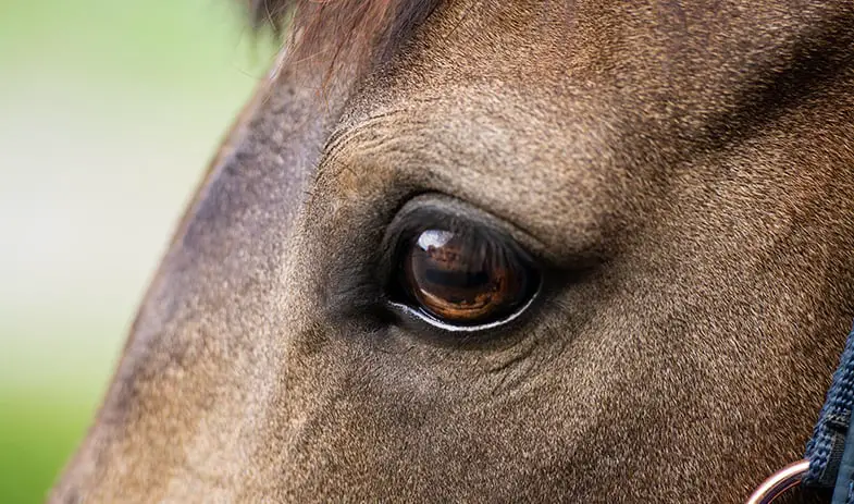 Eye contact is an important means on communication for horse