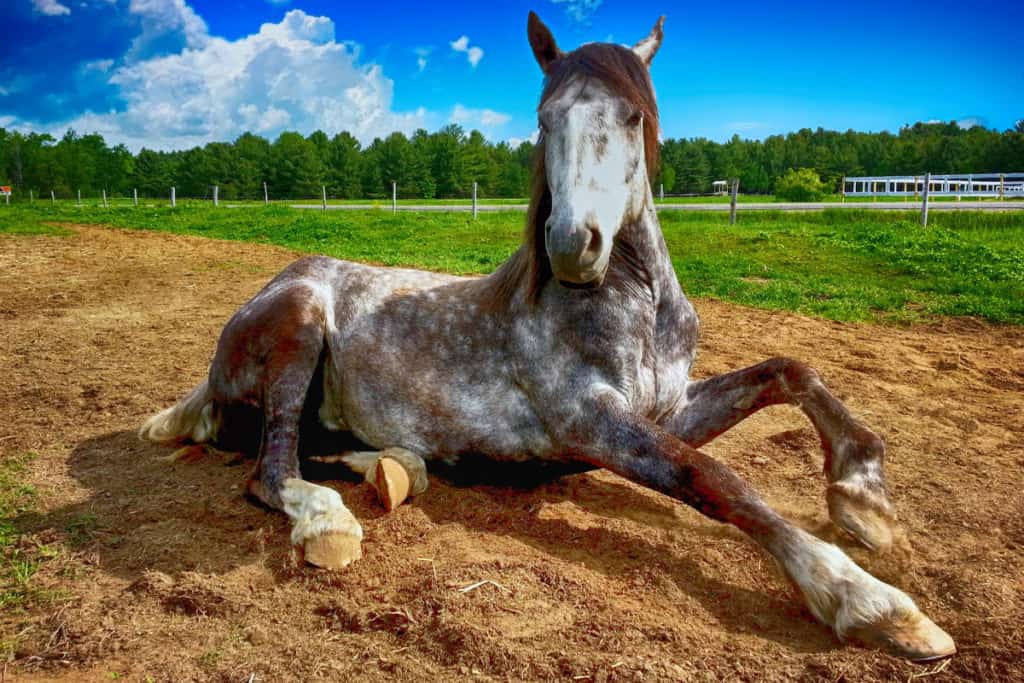 What Do Horses Do All Day A Day In The Life Of A Horse Horse FactBook