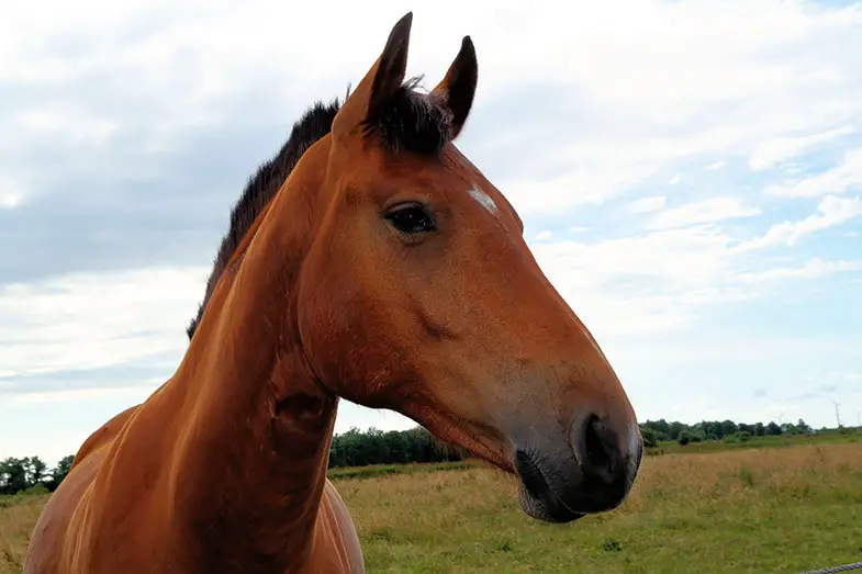 You should avoid making eye contact with a frightened horse