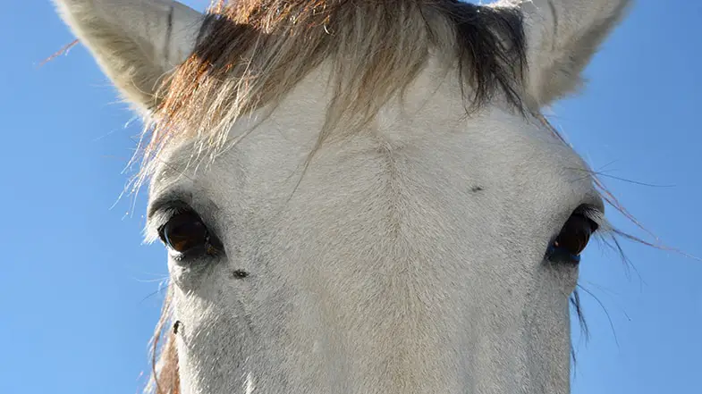 Horses read your eyes as well as your body language when trying to understand your intentions