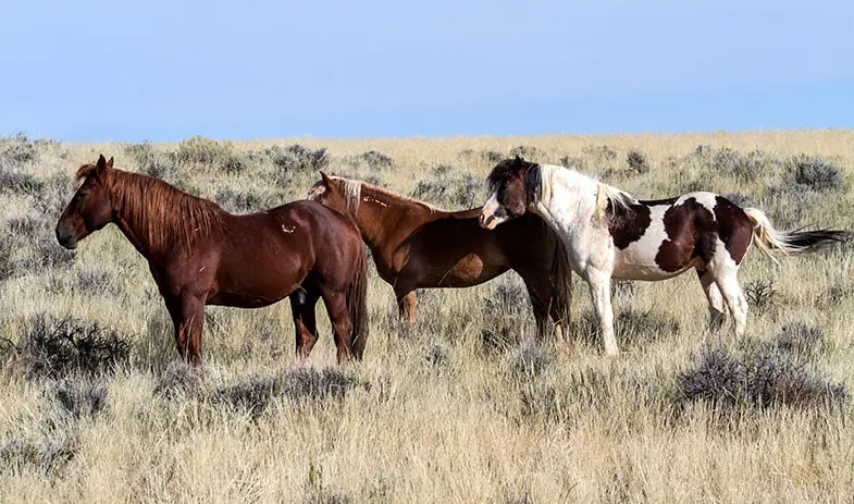 Wild horses spend most of their time looking for food
