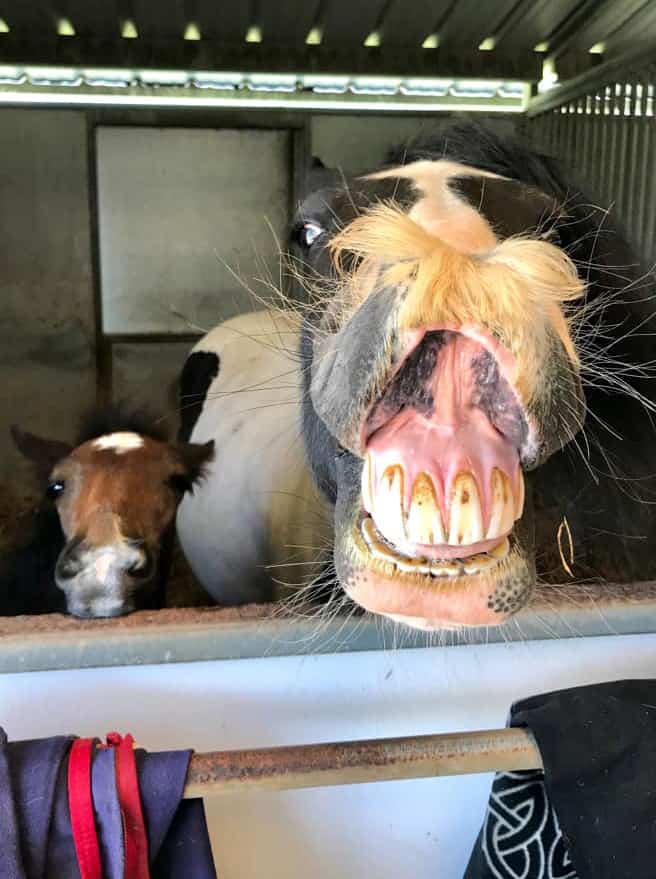 Both male and female horses can have mustaches