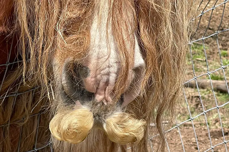 Some horses have moustaches to help them distinguish between different types of grazing