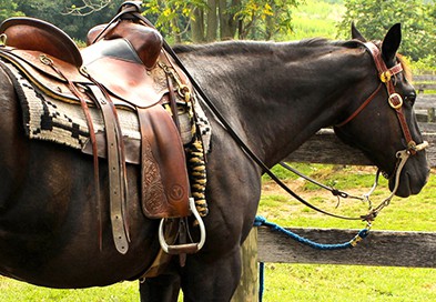 Western horse riding tack