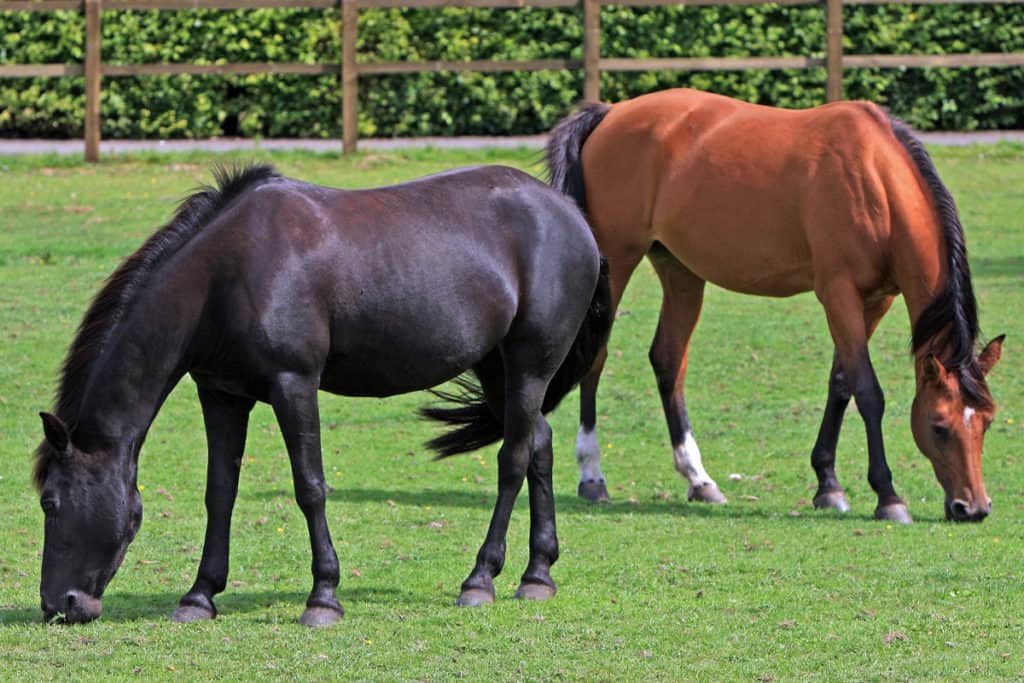 What’s The Best Time Of Year To Buy A Horse, And Why? Horse FactBook