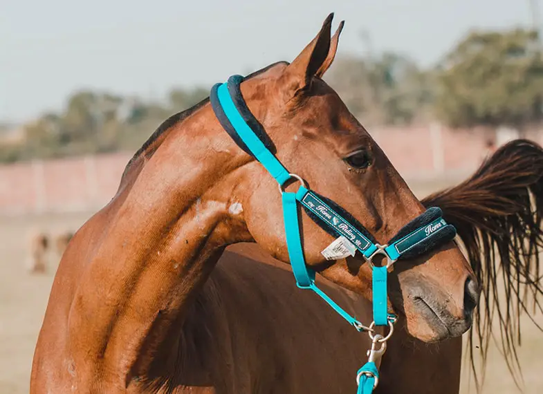 Some people consider a halter to be part of a horse's tack