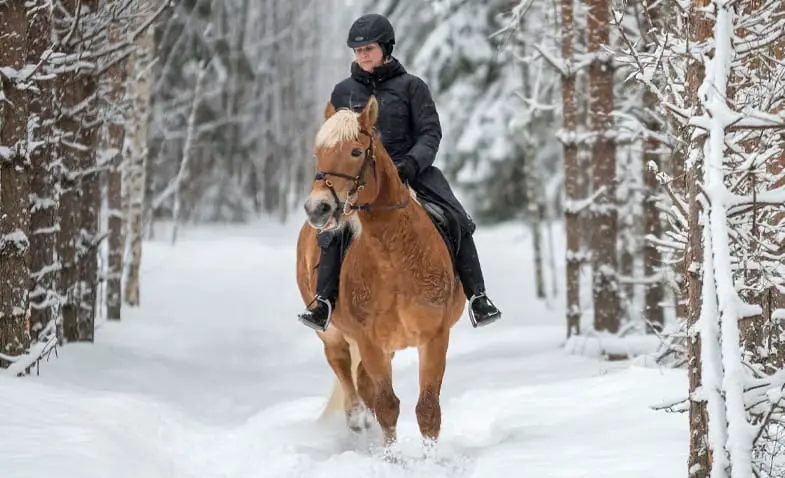 There aren't as many horses for sale in the winter but the ones that are are often cheaper