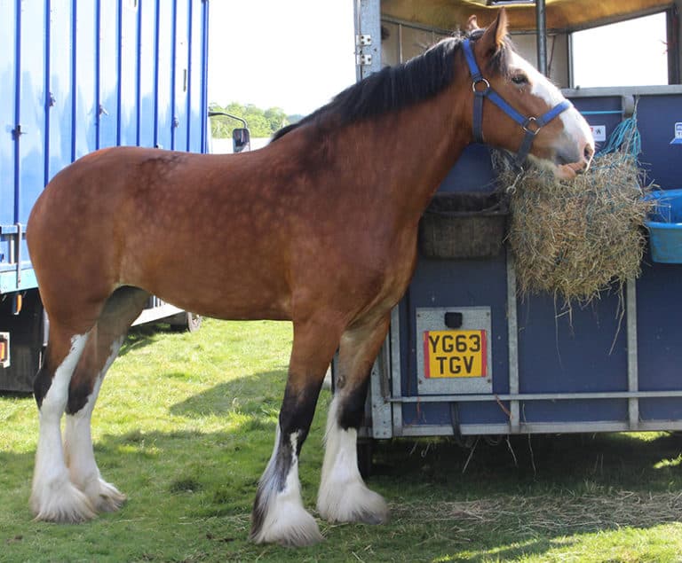Why Do Some Horses Have Hairy Feet And Which Breeds Have Them? Horse