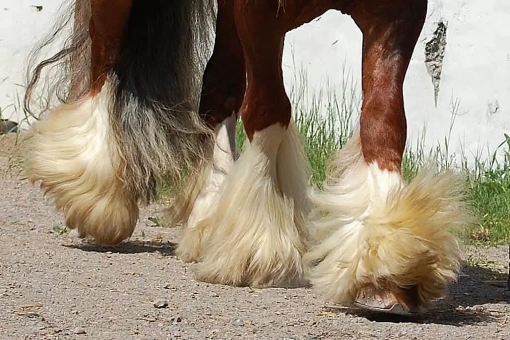 Why Do Some Horses Have Hairy Feet And Which Breeds Have Them? Horse